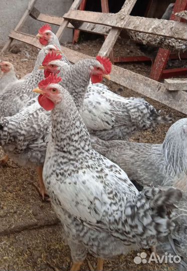 Петухи молодые