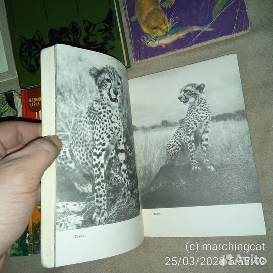 8 книг о животных