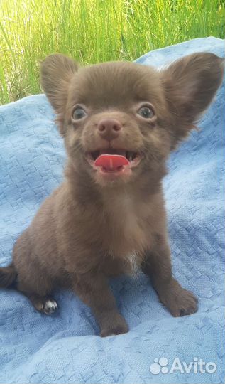 Щенки чихуахуа