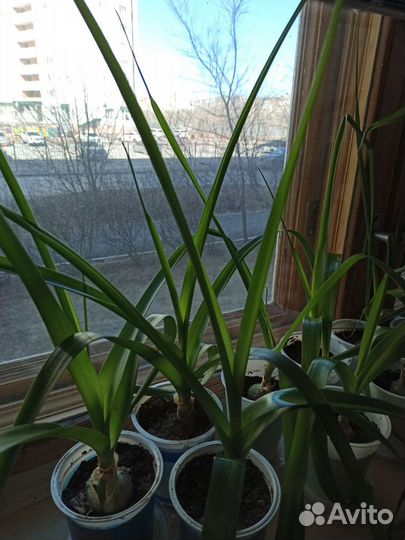 Лук индийский