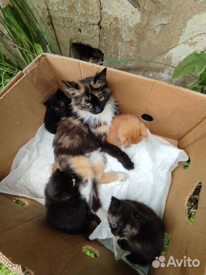 Котята в добрые руки