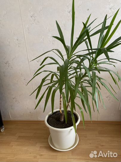 Пальма юкка