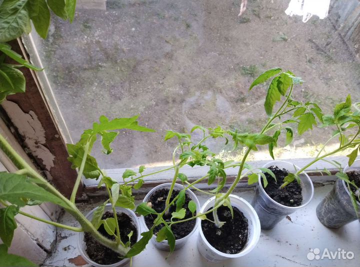 Рассада помидоров томатов