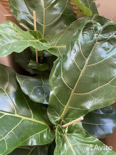 Фикус Лирата