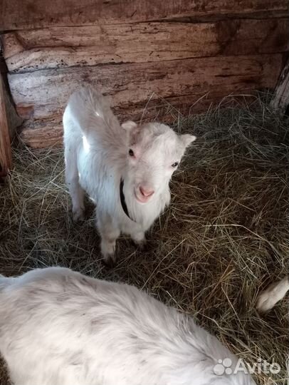 Коза дойная молочная и козлята