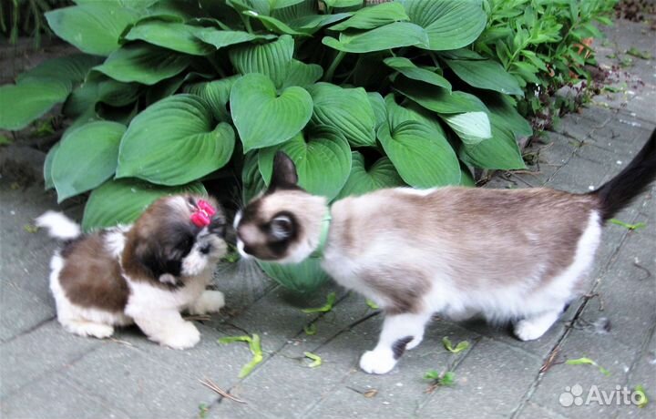 Очаровательных щенков ши-тцу