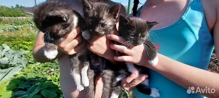 Отдам в добрые и надёжные руки котят 1 мес