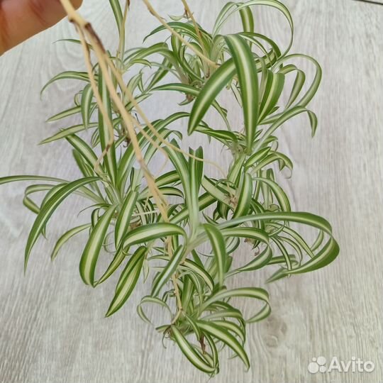 Хлорофитум кучерявый