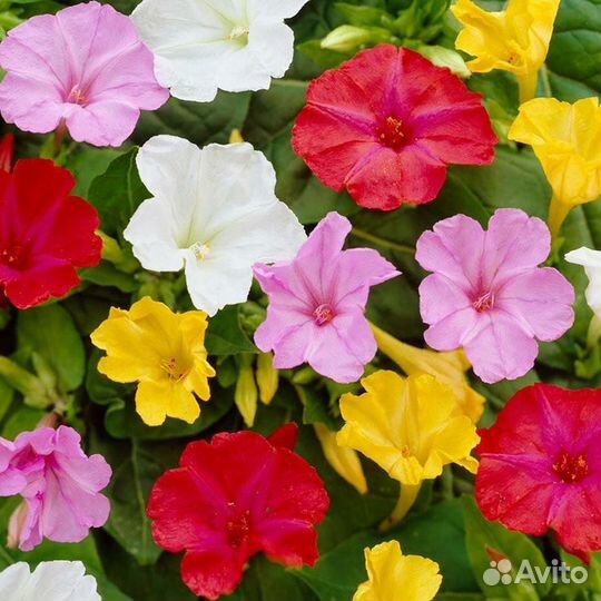 Мирабилис (ночная красавица), семена