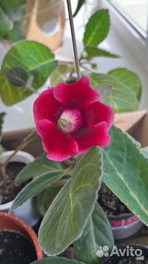 Глоксиния (колокольчик)