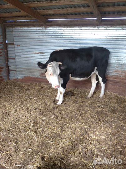 Телочка 1 год 8 месяцев