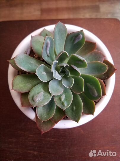 Суккуленты