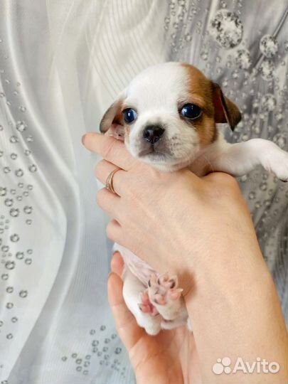 Щенки чихуахуа