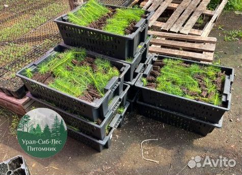 Зкс и окс Сосна Ель Лиственница сеянцы Голуб горн