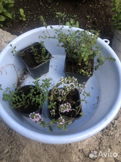 Чабрец, тимьян,богородская трава