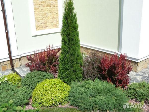 Туя западная Смарагд