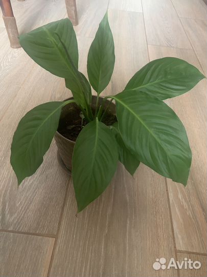 Спатифиллум