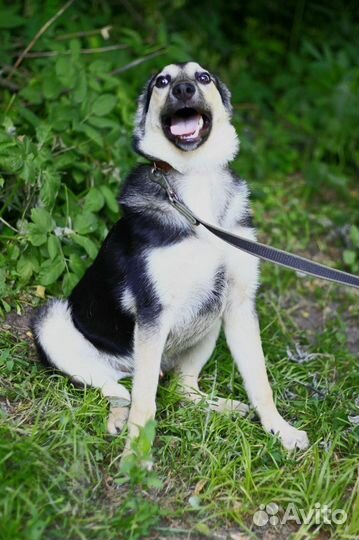 Собака ищет дом