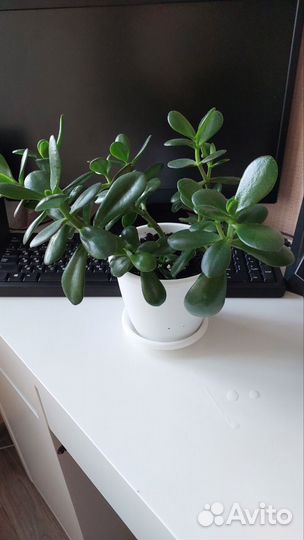 Денежное дерево (Толстянка, Крассула)