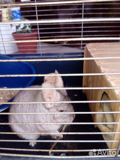 Продам шиншилл