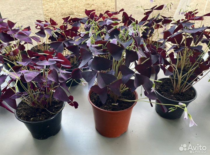 Кислица оксалис