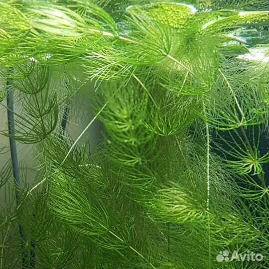 Пистия роголистник хемиантус