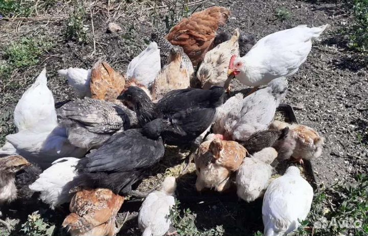 Цыплята подрощенные от пасхальных кур