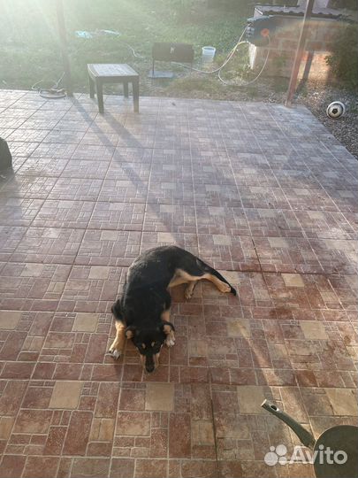 Собака в добрые руки отдам бесплатно