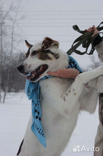 Собака в добрые руки