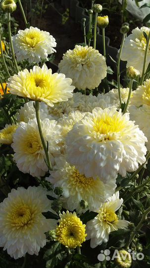 Хризантемы