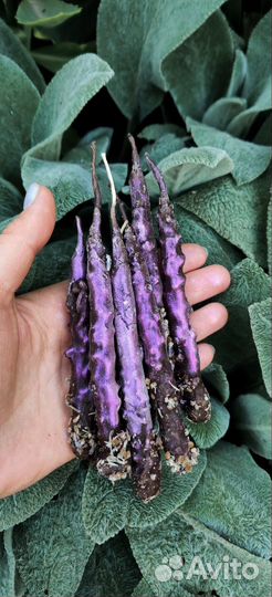 Свеча Лунная