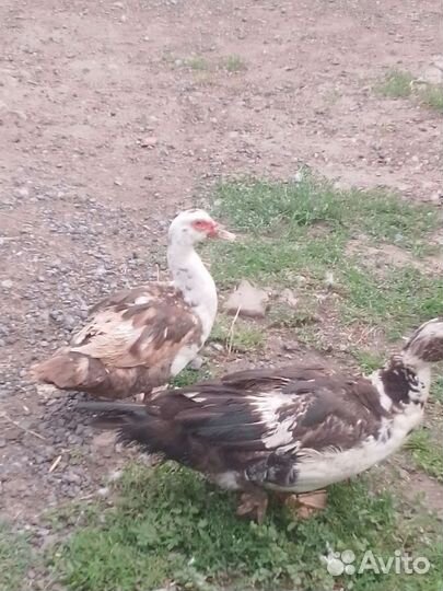 Мускусные утки