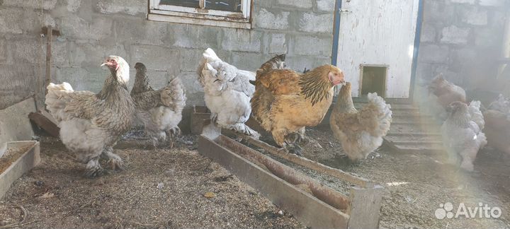 Молодые (11мес.) куры и петухи Брама