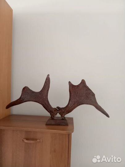 Декорация рога лося натуральные