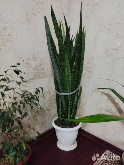 Сансевиерия