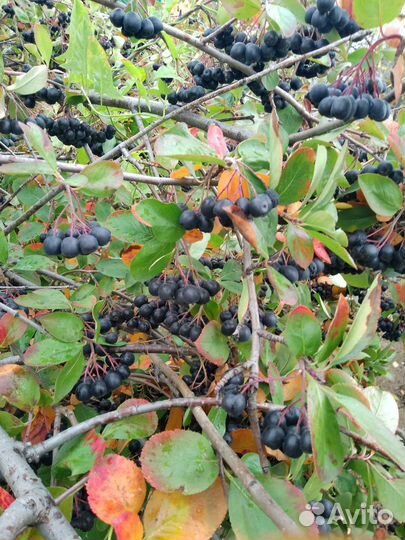 Черноплодная рябина