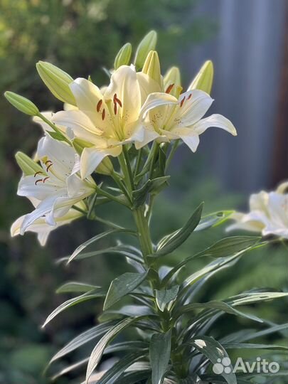 Белая лилия