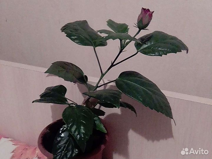 Декоративный,но живой цветок.Роза