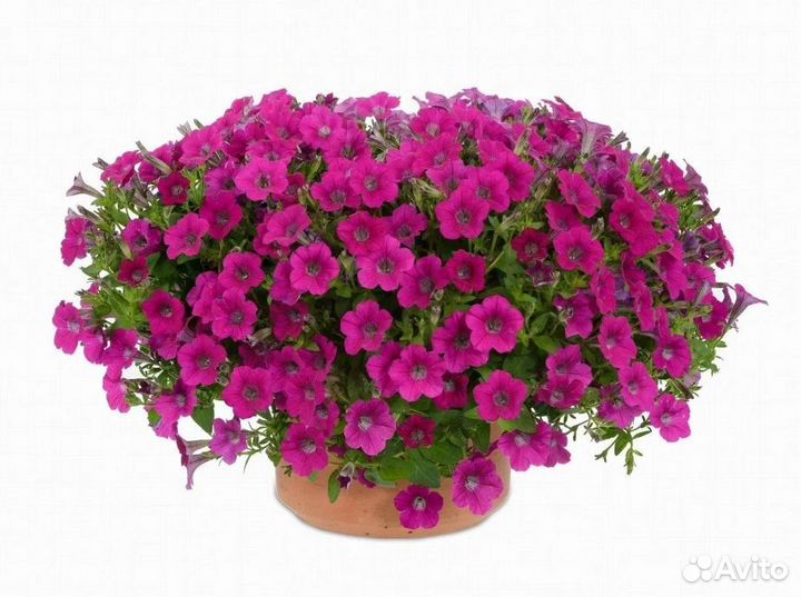 Литлтуния вегетативная