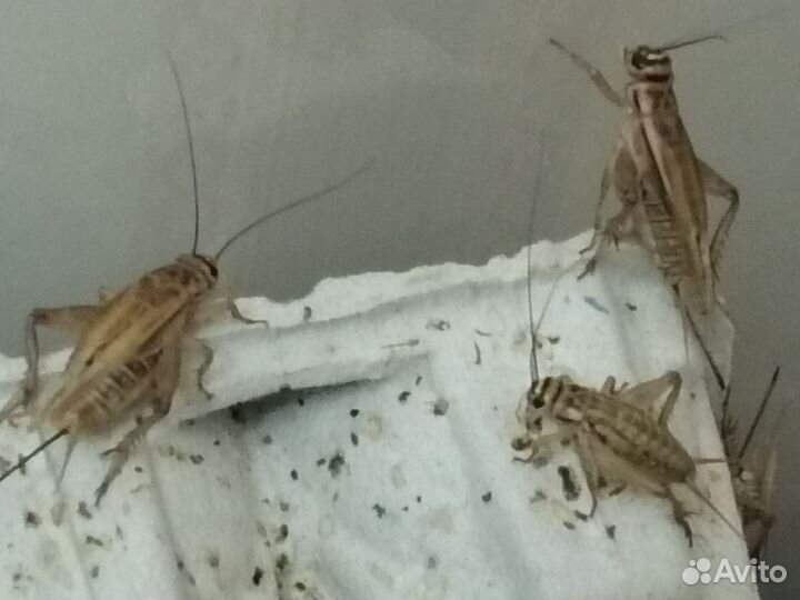 Сверчки живые домовые