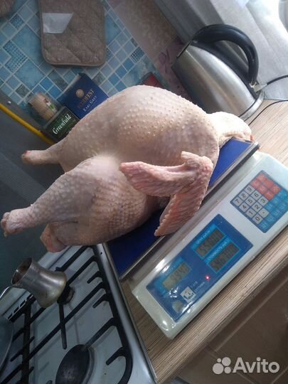 Тушки индюшат