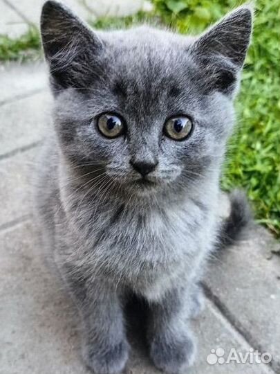 Котята русская голубая