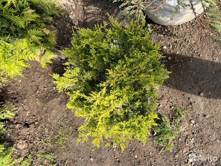 Можжевельник из питомника с доставкой
