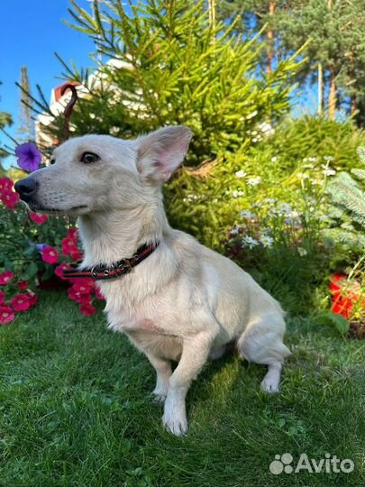 Собака в добрые руки