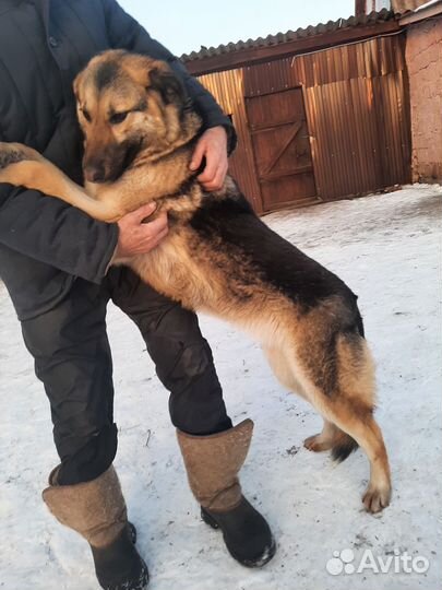 Немецкая овчарка,метис