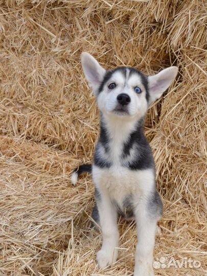 Щенки ищут дом