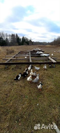 Инкубационное яйцо утки