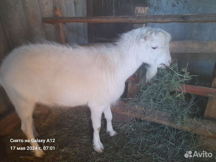 Продаются козы и козлята