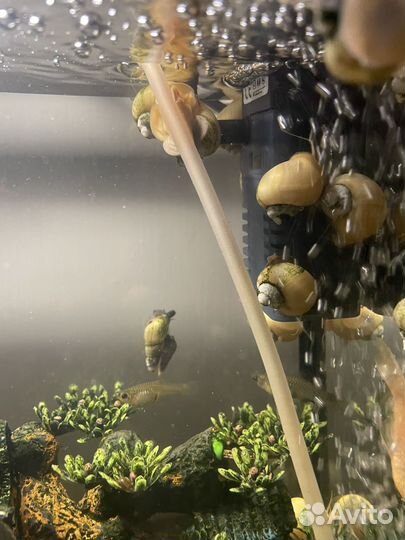 Улитки для аквариума