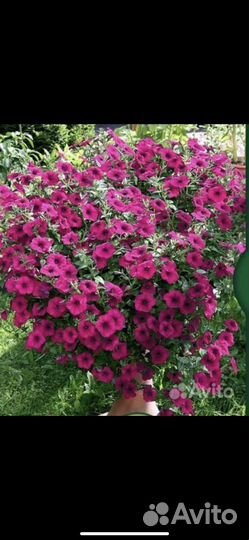 Черенки вегетативных цветов